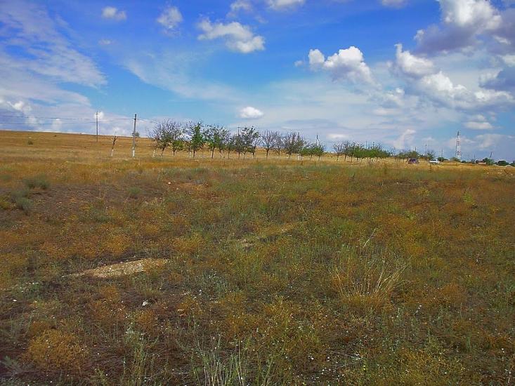 Шевченкове з panoramio.com - Шевченково
