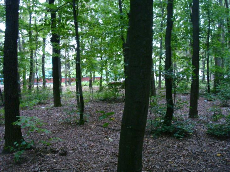 Вільховець з panoramio.com - Ольховец