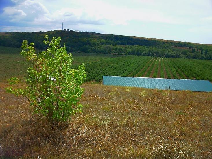 Шевченкове з panoramio.com - Шевченково