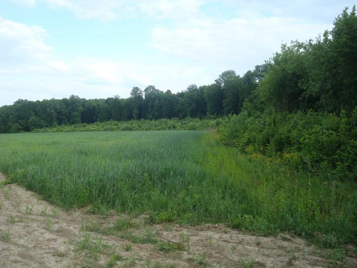 Струга з panoramio.com - Струга