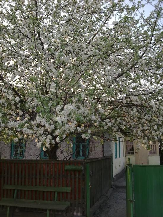 Озерне з panoramio.com - Озерне