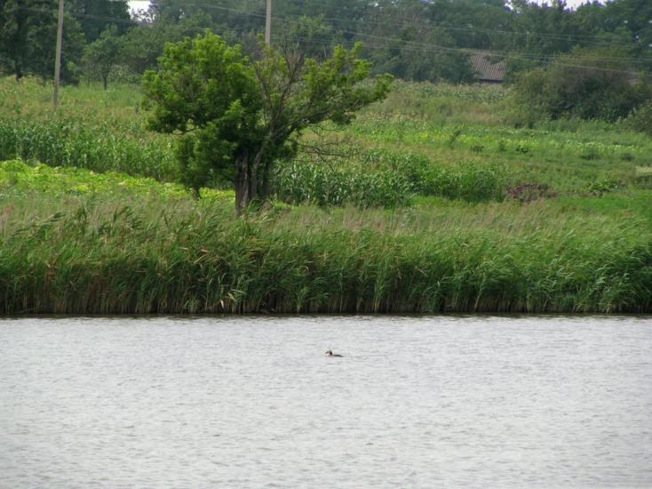 Кринички з panoramio.com - Кринички