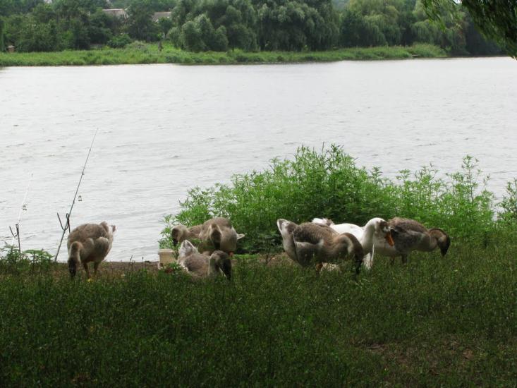 Кринички з panoramio.com - Кринички