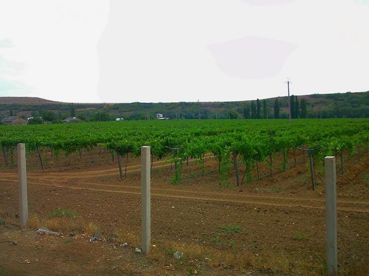 Шевченкове з panoramio.com - Шевченково