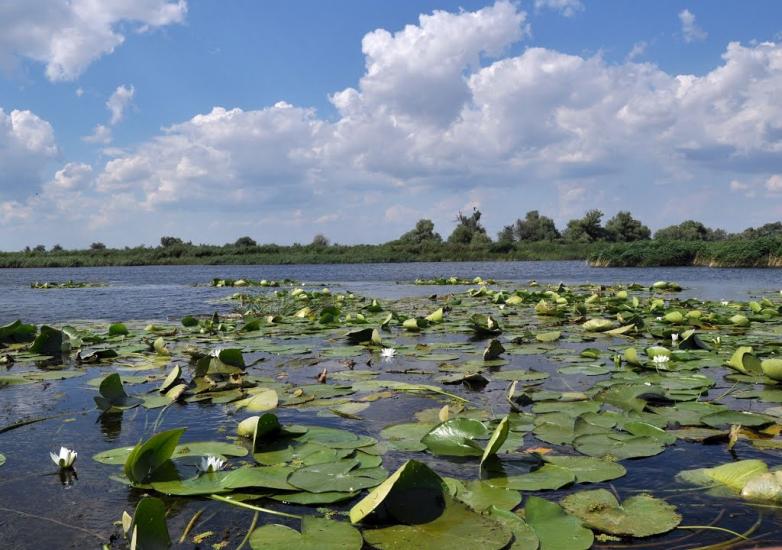 Кізомис з panoramio.com - Kizomys