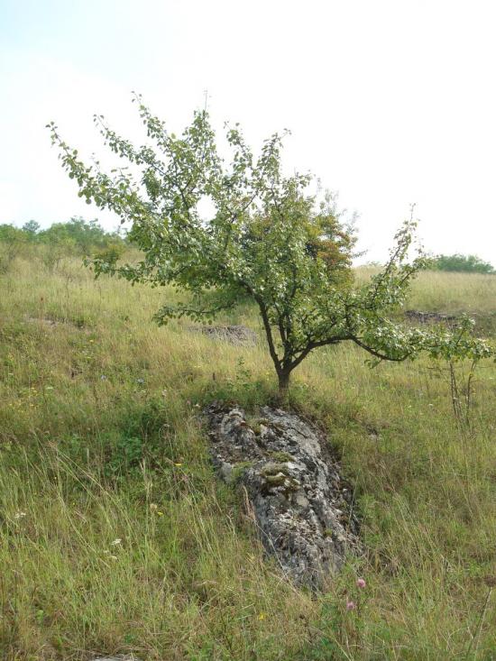 Маціорськ з panoramio.com - Мациорск