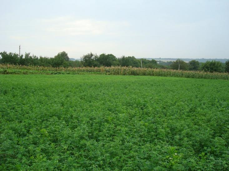 Любомирівка з panoramio.com - Любомировка