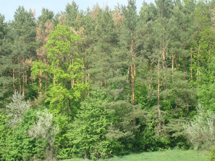 Мала Стружка з panoramio.com - Мала Стружка