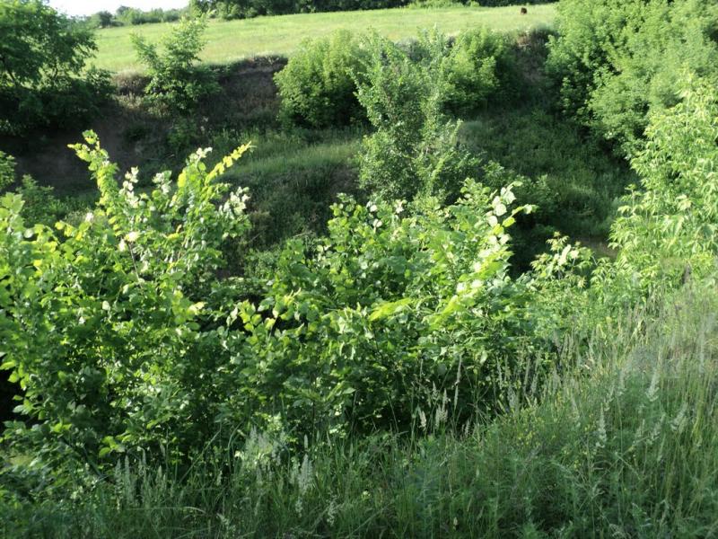 Карнаухівка з panoramio.com - Карнаухівка