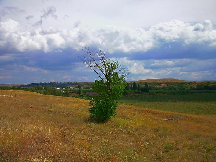 Шевченкове з panoramio.com - Шевченково