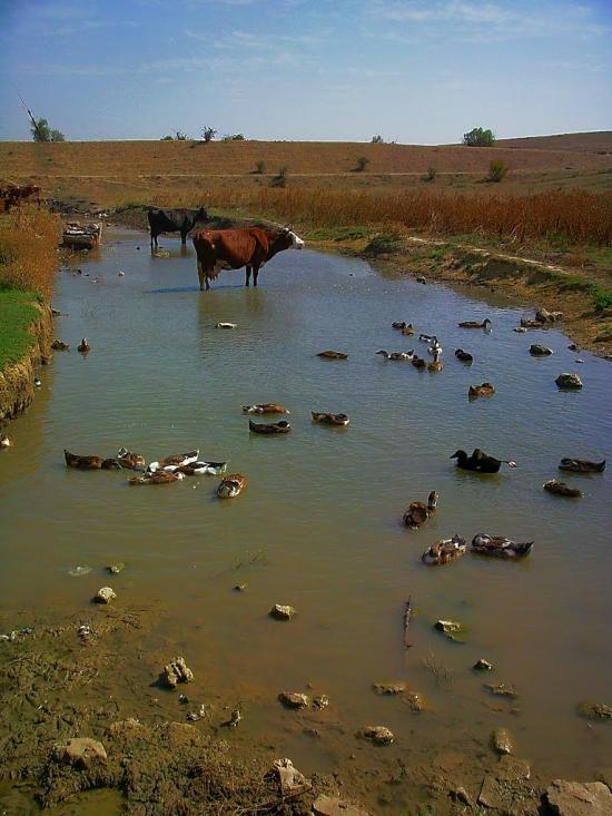 Кочергіне з panoramio.com - Кочергино