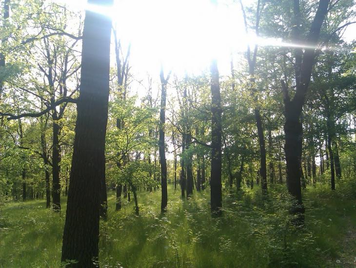 Селище з panoramio.com - Селище