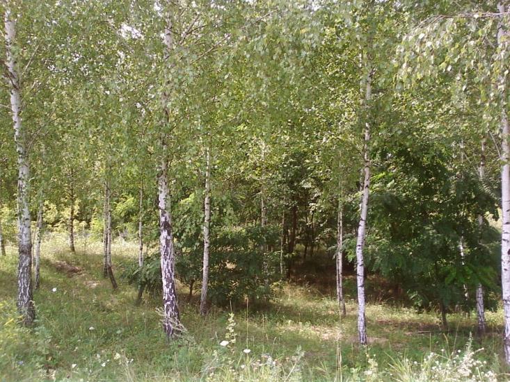 Бацмани з panoramio.com - Бацманы