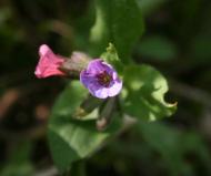 Весна на рідній землі