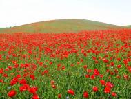 Дибинці з panoramio.com