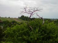 Нижня Вовча з panoramio.com