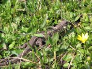 Придніпрянське з panoramio.com