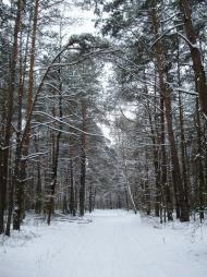 Ліски з panoramio.com