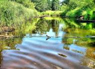 Сущани з panoramio.com