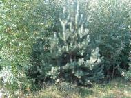 Рижа з panoramio.com