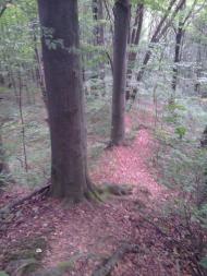 Майдан з panoramio.com