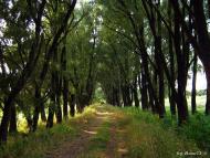 Рожів з panoramio.com