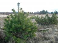 І СВІТАЄ, І СМЕРКАЄ