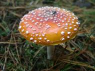 Пристроми - Останні фото