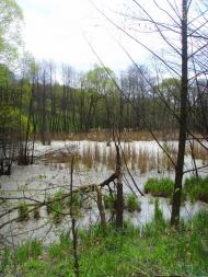 Стрижавка з panoramio.com