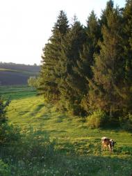 Безіменне з panoramio.com