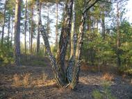 Лісове - Останні фото