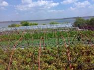 Утконосівка з panoramio.com