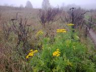 Погорілівка з panoramio.com