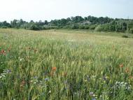 Кобилля з panoramio.com