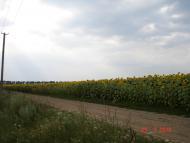 Грузьке - Останні фото