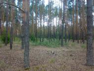 Сидоровичі з panoramio.com