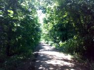 Лікареве з panoramio.com