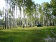 Тростяниця з panoramio.com