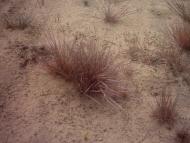 Лисняки з panoramio.com