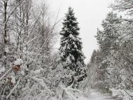 Яворівка - Останні фото