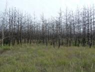 Пристроми - Останні фото