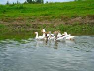 Навіз з panoramio.com