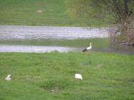 Кодня з panoramio.com