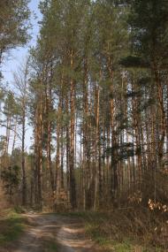 Рокитне з panoramio.com