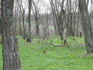 Грушівка з panoramio.com