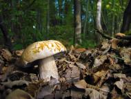 Вістова з panoramio.com