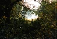 Чайки з panoramio.com