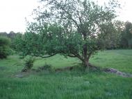 Соломія з panoramio.com