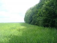 Мала Стружка з panoramio.com