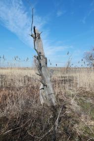 Шмідта з panoramio.com